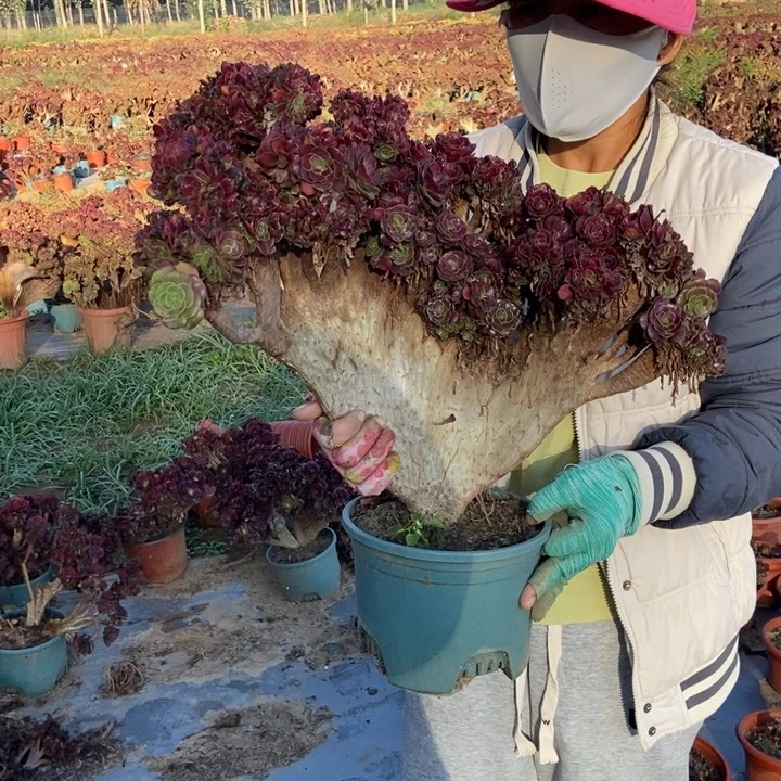 j***a099欧紫缀化老桩老桩
