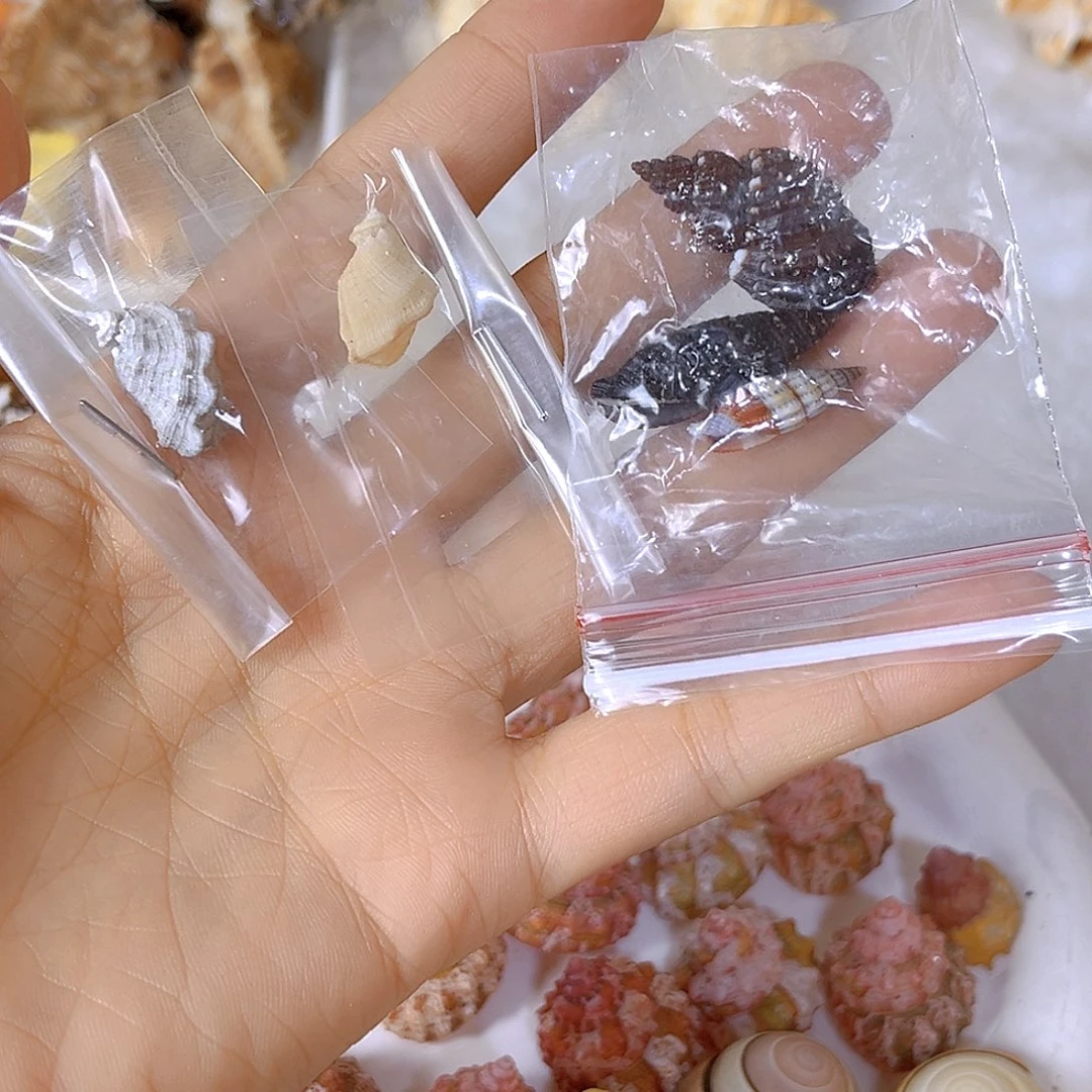大理石磁石潜***泡天然贝壳海螺批发零售