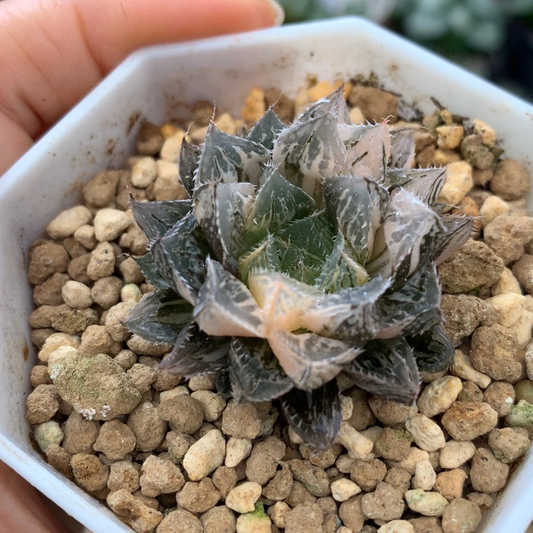 小叶楼兰玉露锦，带盆