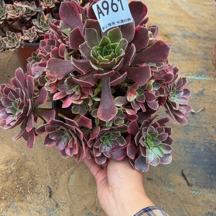 金丝却多肉植物961.