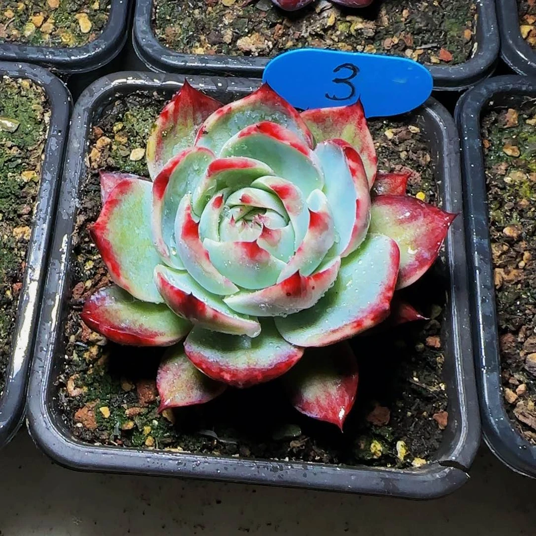 ?*鸽小惊鸿仙子一物一拍3号