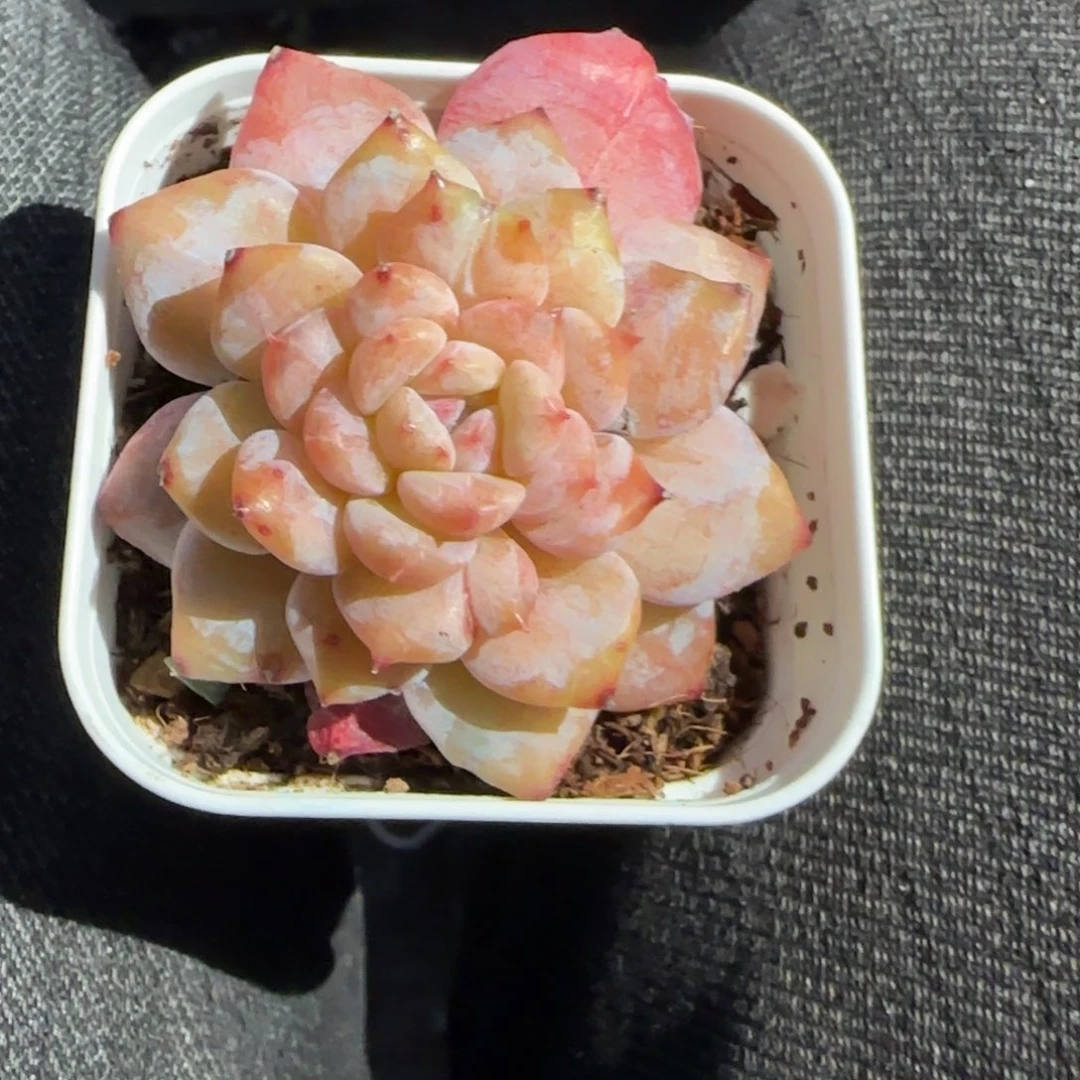 多肉小卡拉米糖心一物一拍