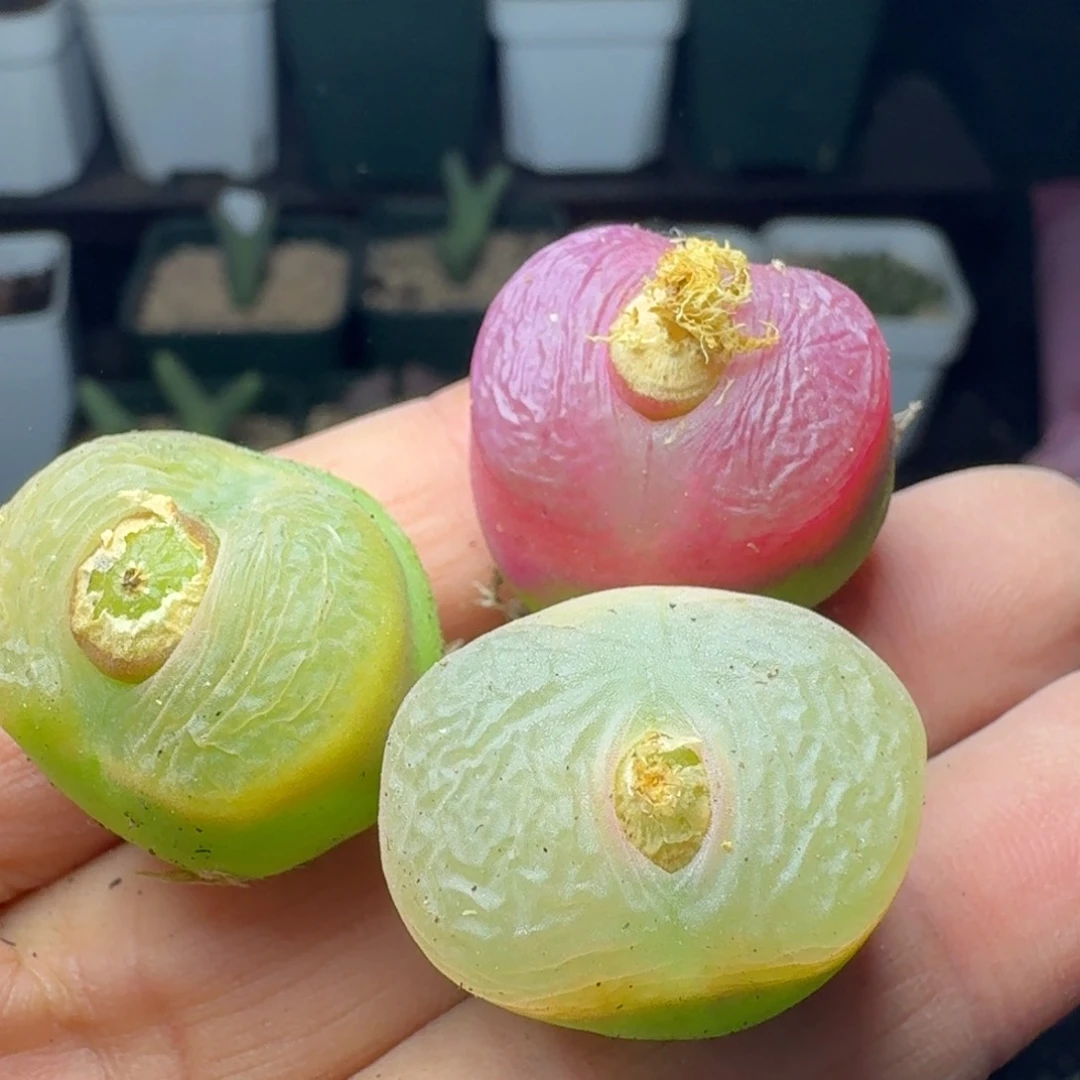 163三颗蟠桃000000000