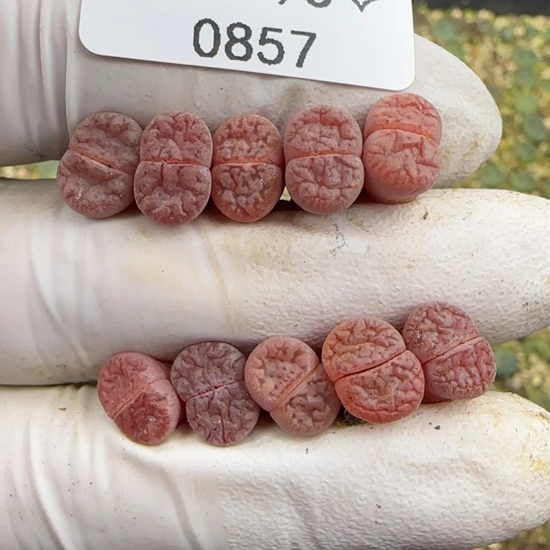 0857。阿克玫瑰。一年。不大。。。