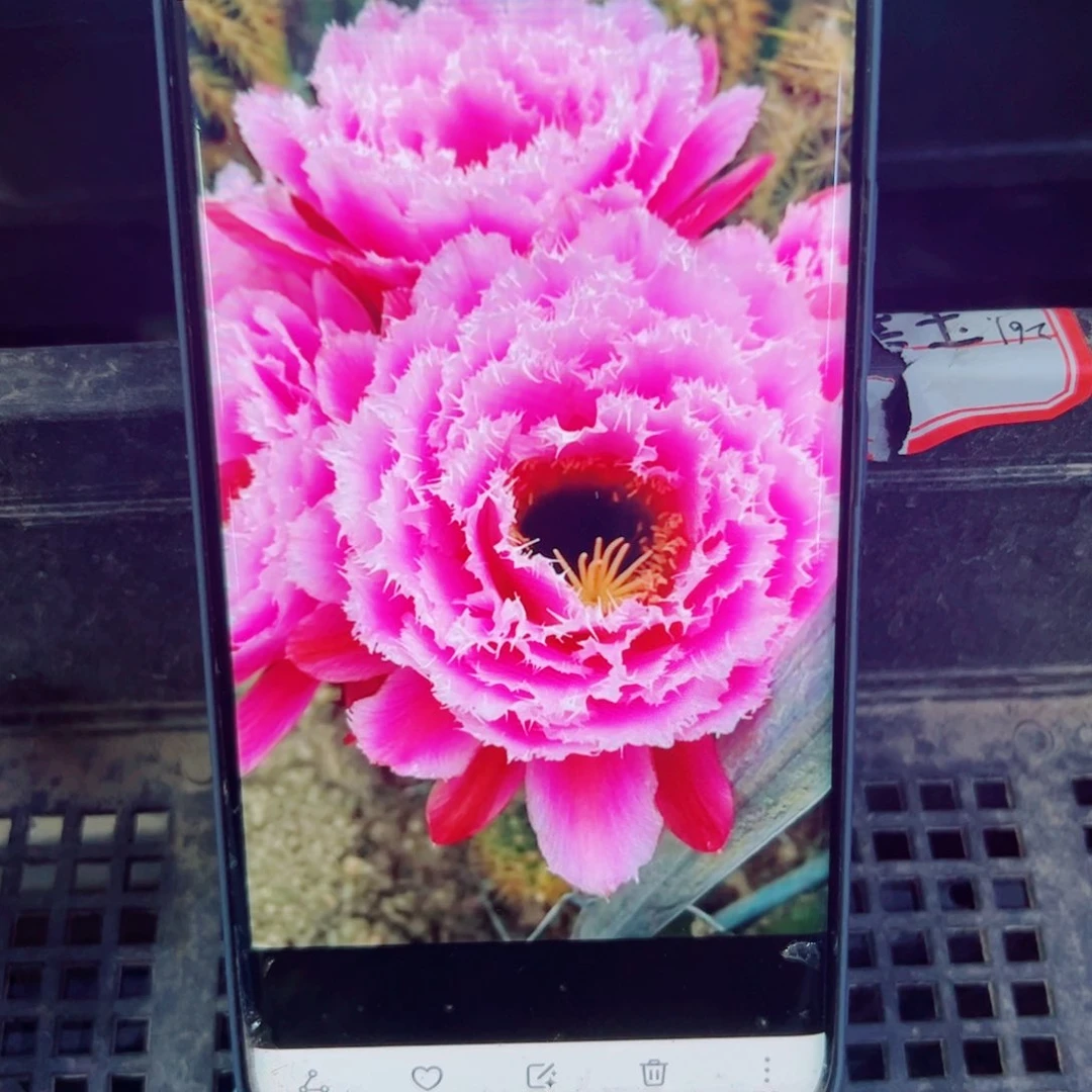 下6毛云儿歪无根侧芽4公分左右20包邮