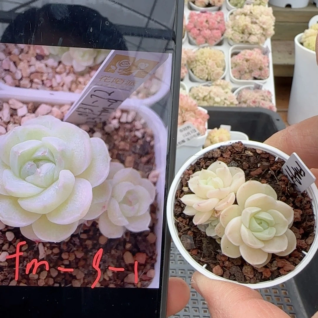 【闪购商品】0203-70（fm-9-1）