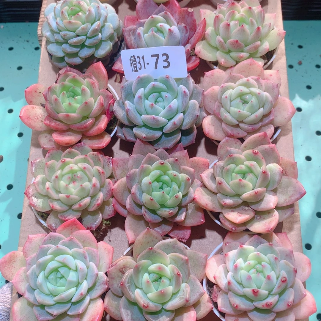 31-73一物一拍多肉带盆18颗