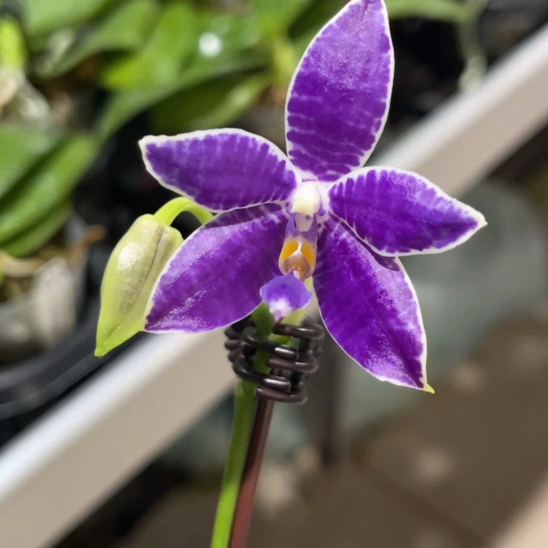 完全开放柳林3585-蓝路帝-061