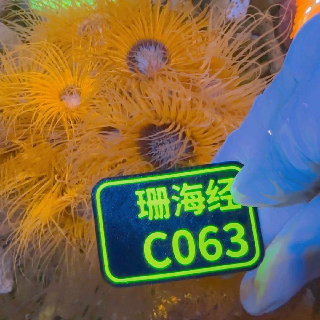 *****纽扣珊瑚晓晓不包邮千手佛C063