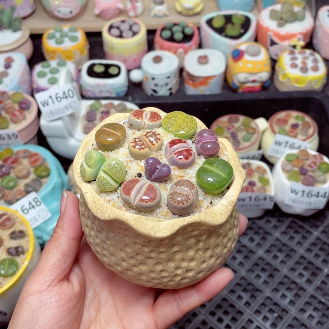 w1652 -零下地区拍保温箱-15支持寄养