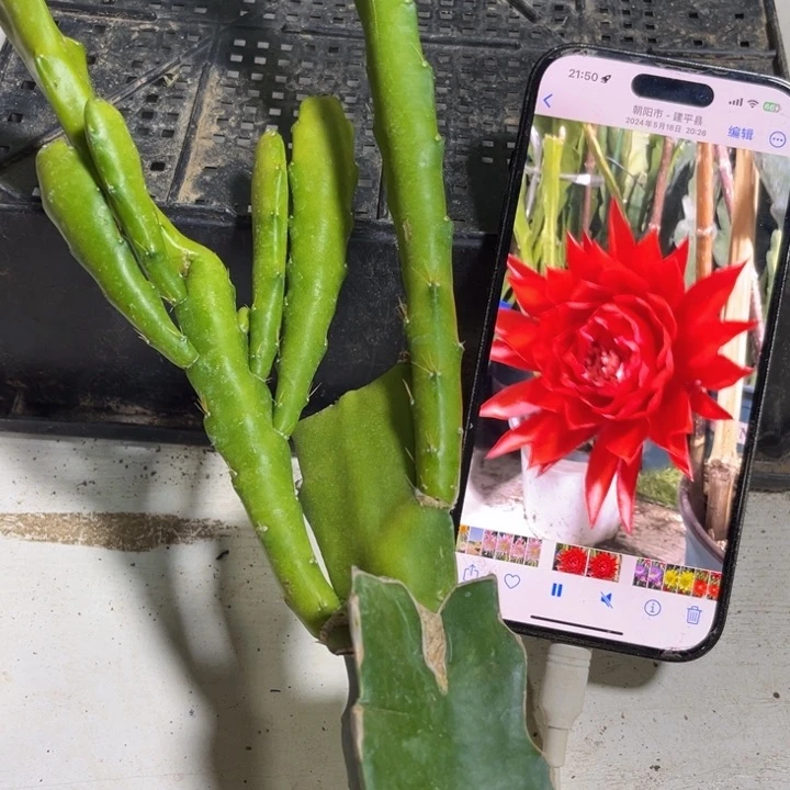 当前无花栽培后可以开花677