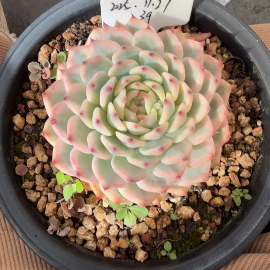 一物一拍韩货吉娃娃锦39