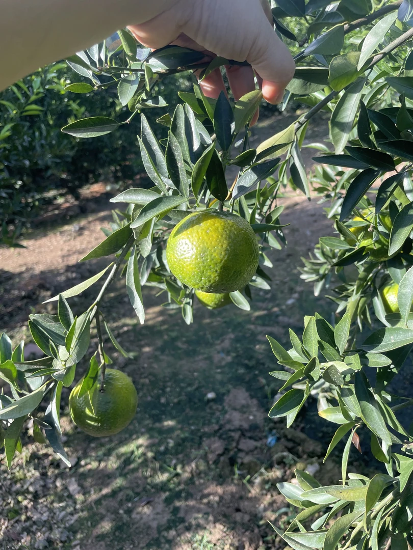 天马二红柑鲜果有机肥种植(果园直发，现摘现发)