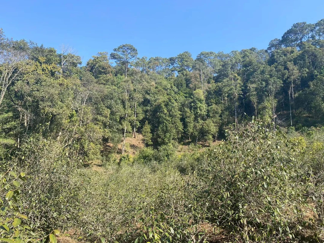 2025【何武大山·古树头春】生普散茶盒装（酸枣树片区）