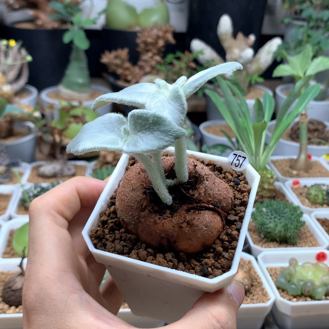 实生断崖女王带盆多肉