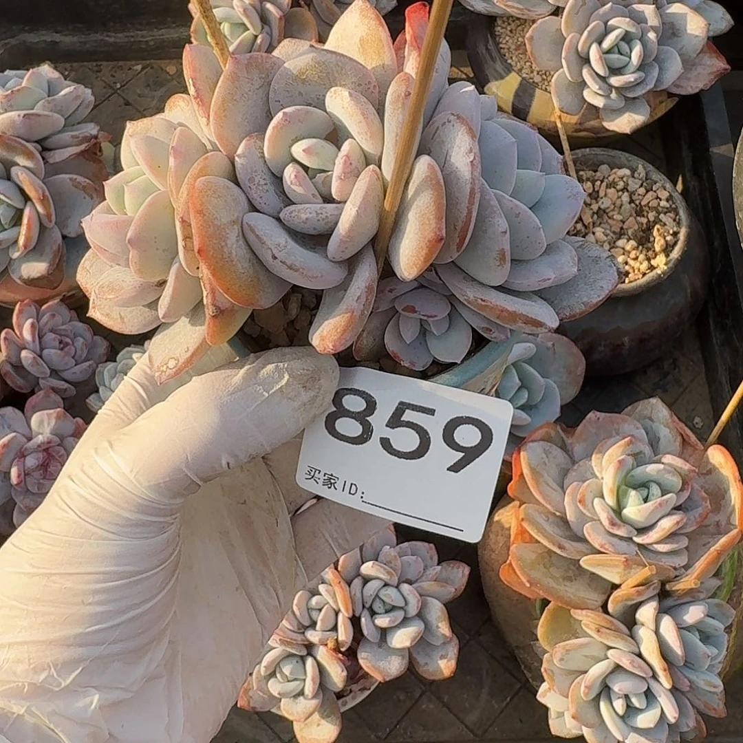 @***林859 多肉 售后范围：签收起7天内