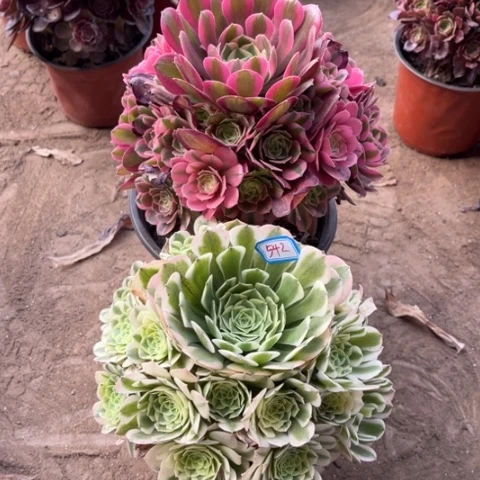 542多肉植物组合