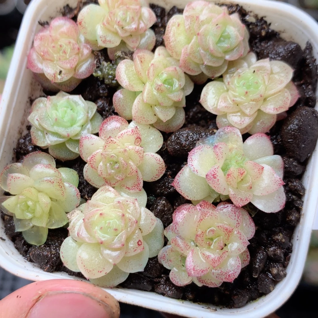 无花朵S20yyyyyyyyyy