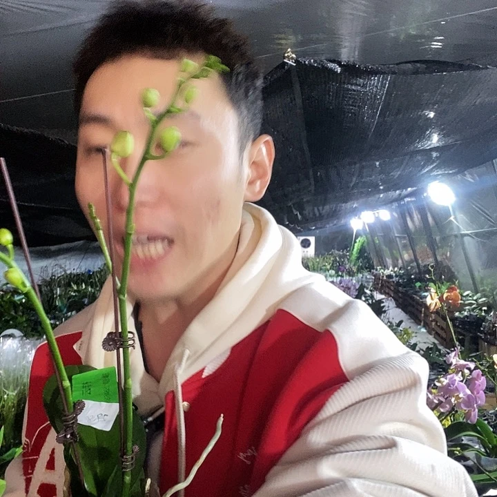 无花朵祥云蝴蝶兰