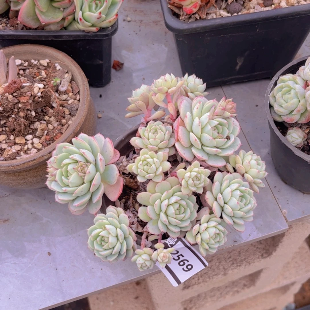 凌波仙子杂多肉植物2569