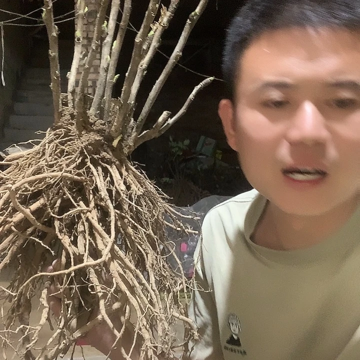 果***儿当前无花栽培后可以开花