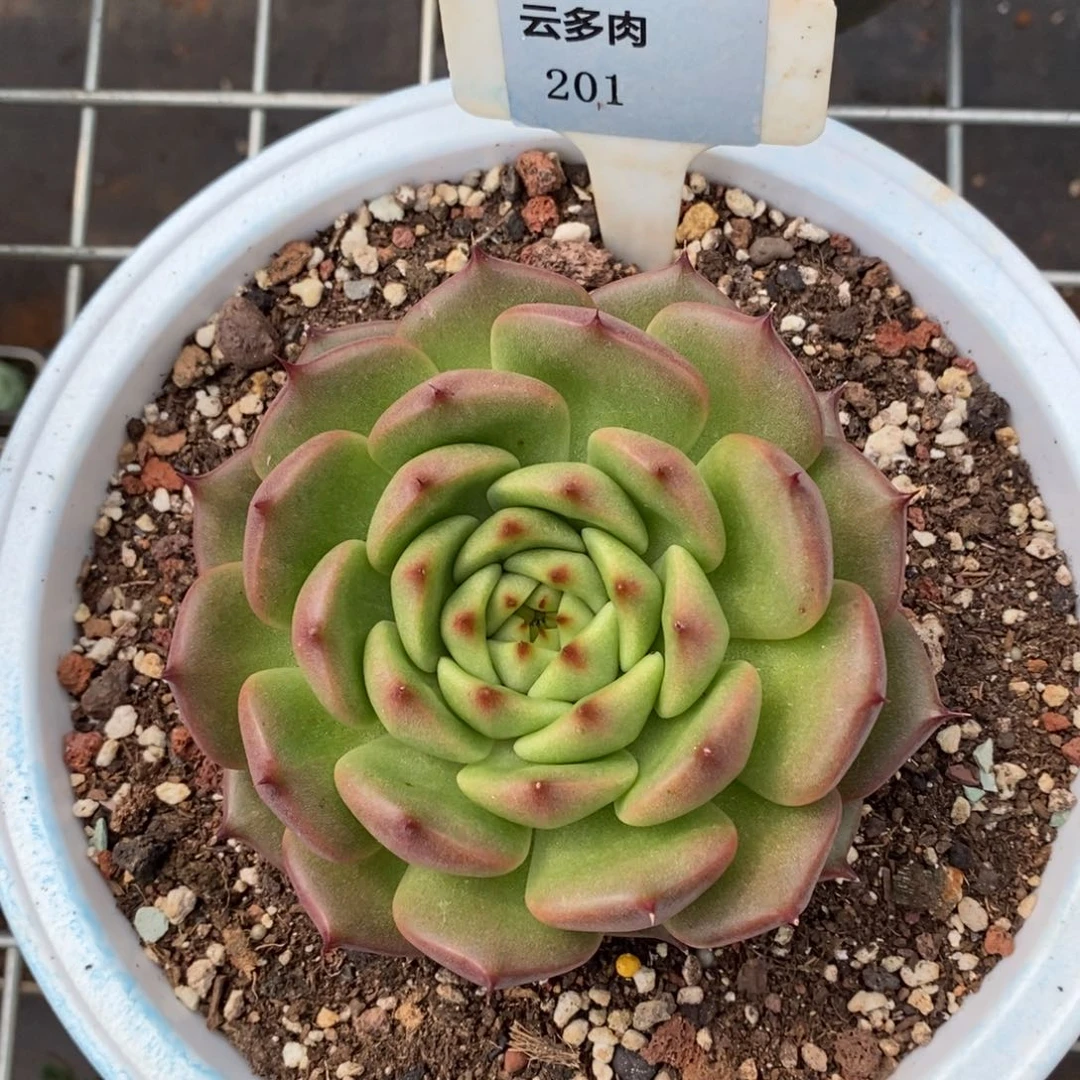 x201-直播福利 东云