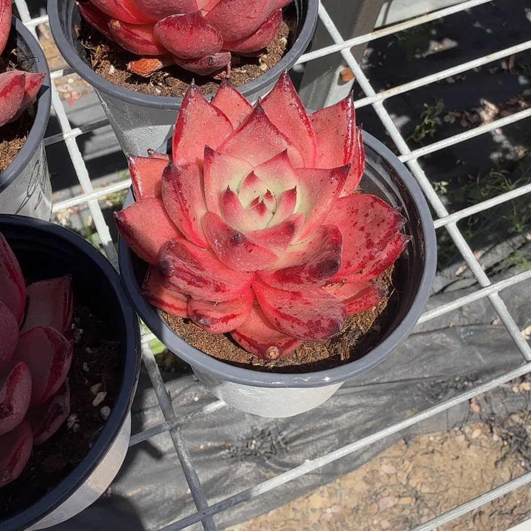 血罗多肉植物精品