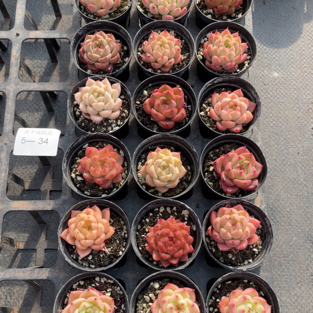 槟*妹一物一拍18棵5-34