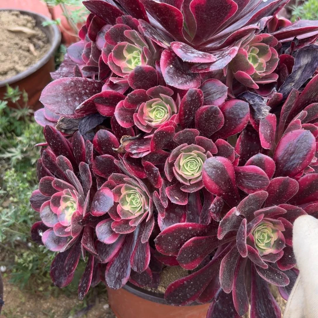 185桃妖多肉植物系