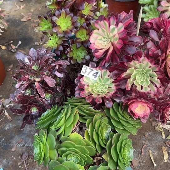 静多肉植物四个缺枝没售后