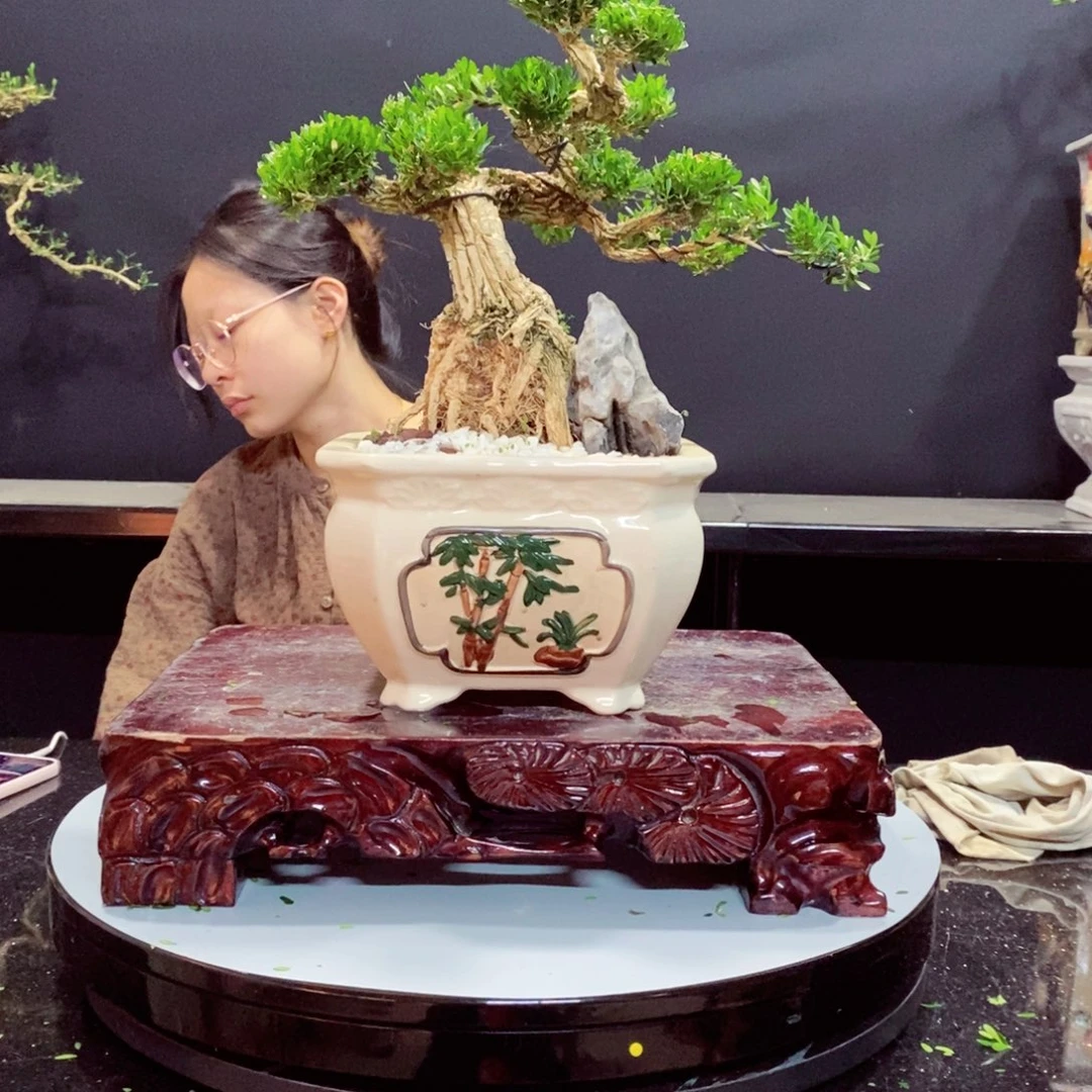 无花朵黄杨盆景园林