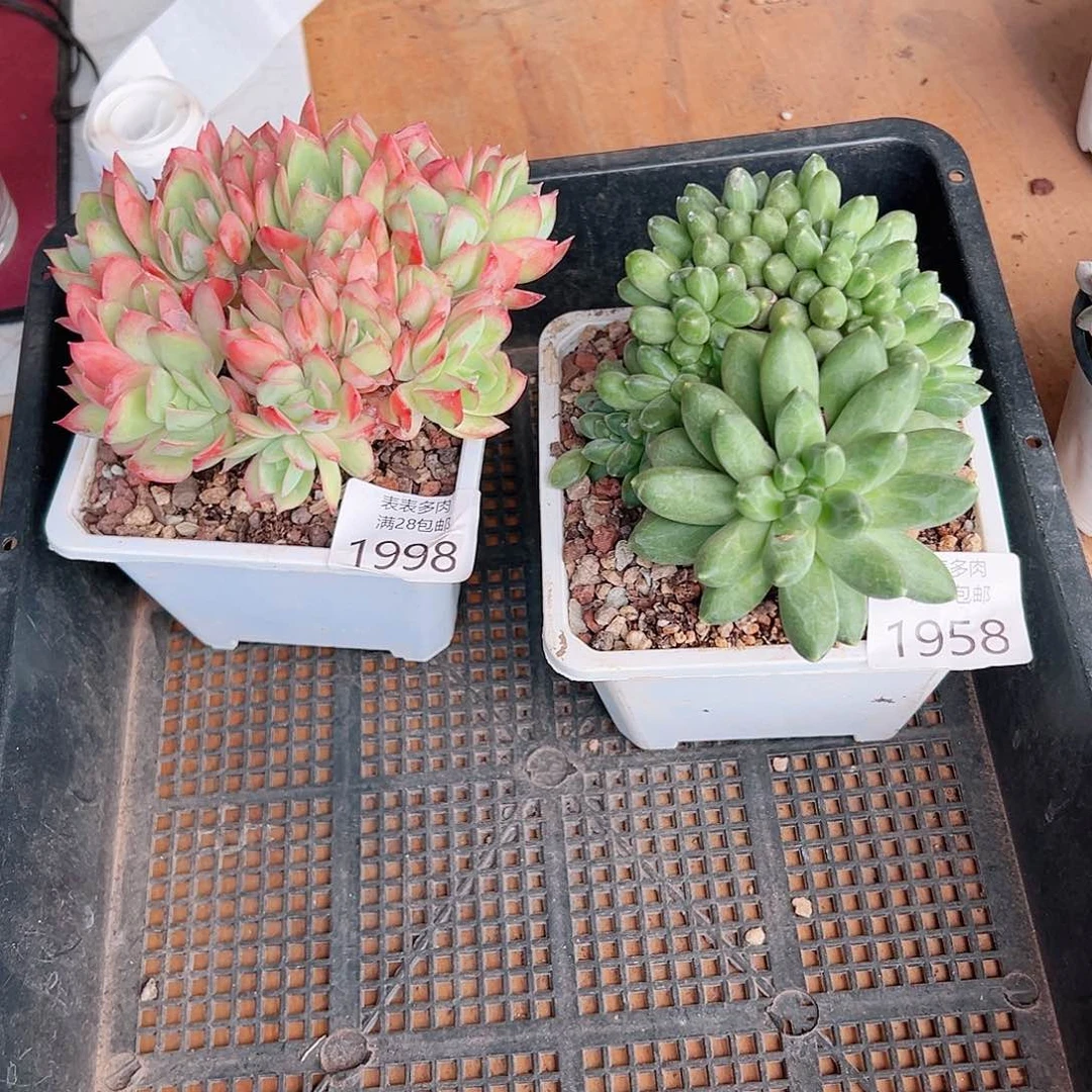 烟***冷多肉一物一拍植物1958.1998