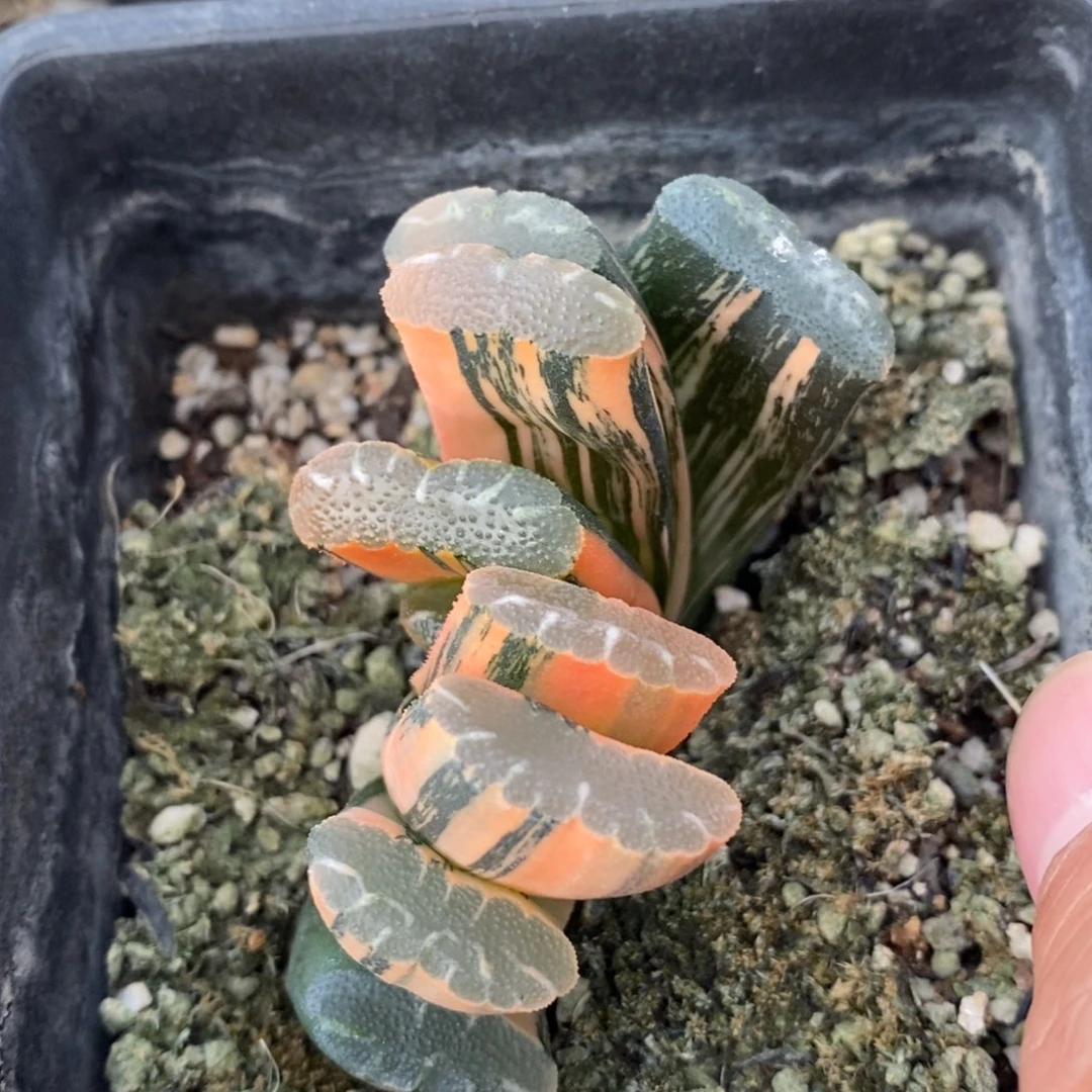 一颗实生玉扇锦 开播福利