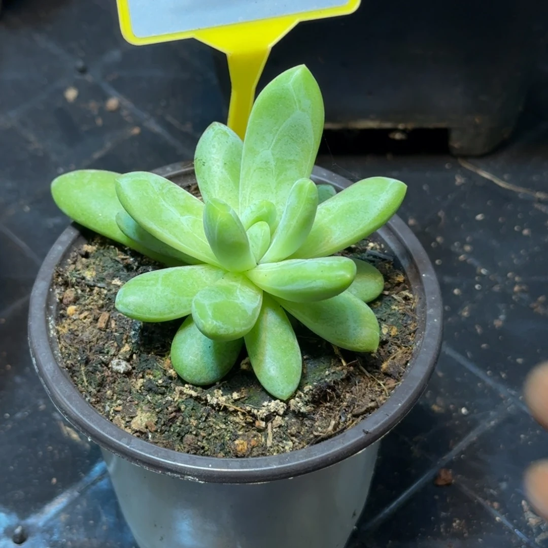 多肉植物朵唯奇951