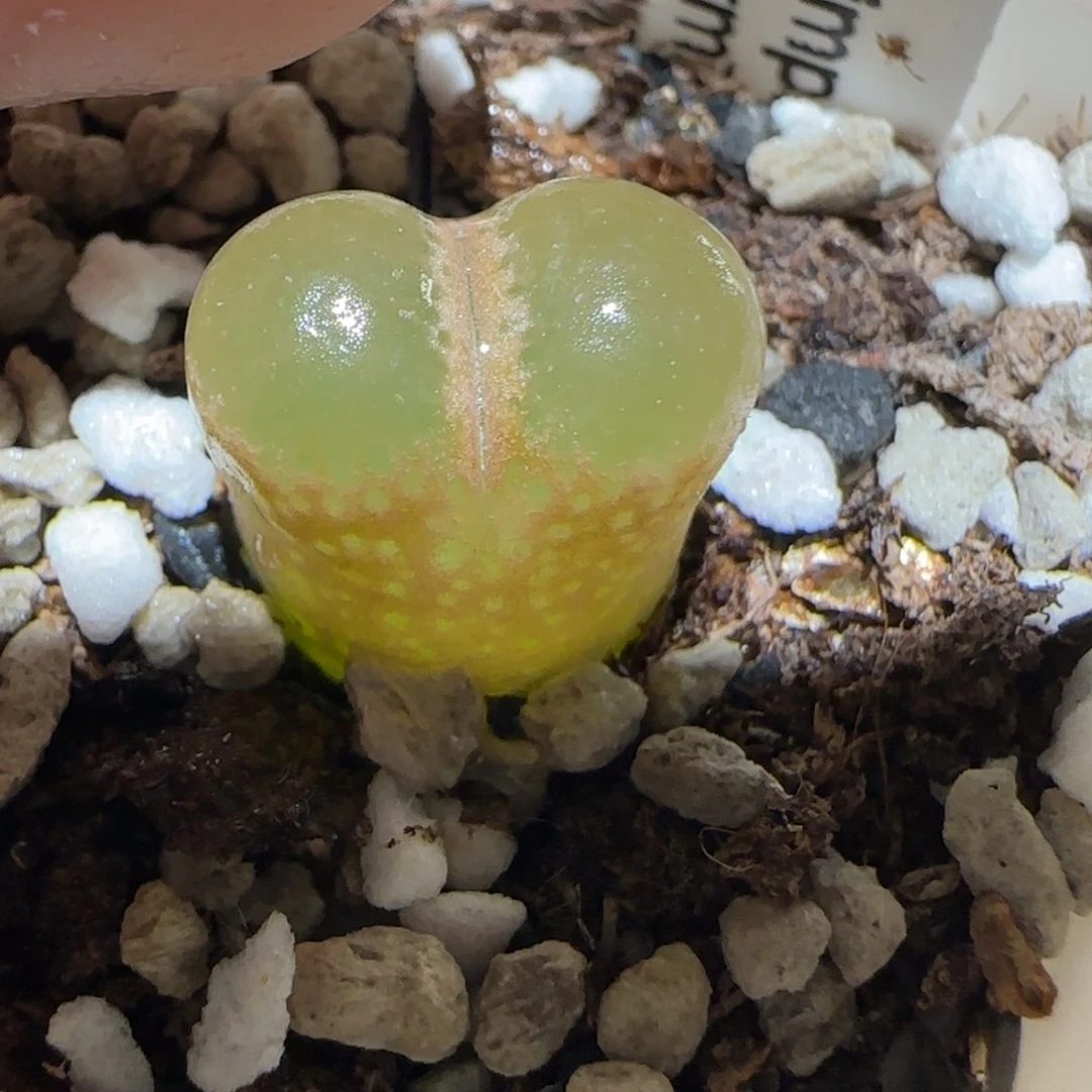 肉锥多肉植物百科2-1453.75风铃1698