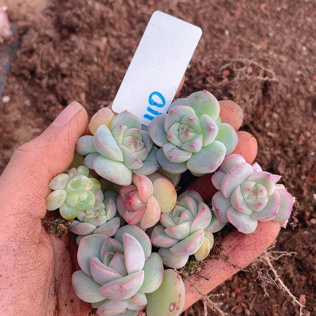 多肉植物多肉植物110