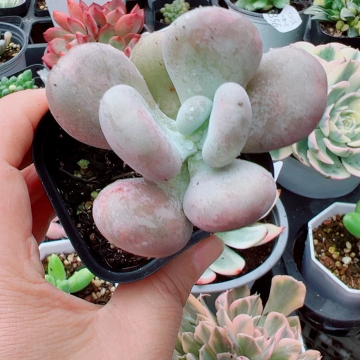 蛋黄奶多肉植物119