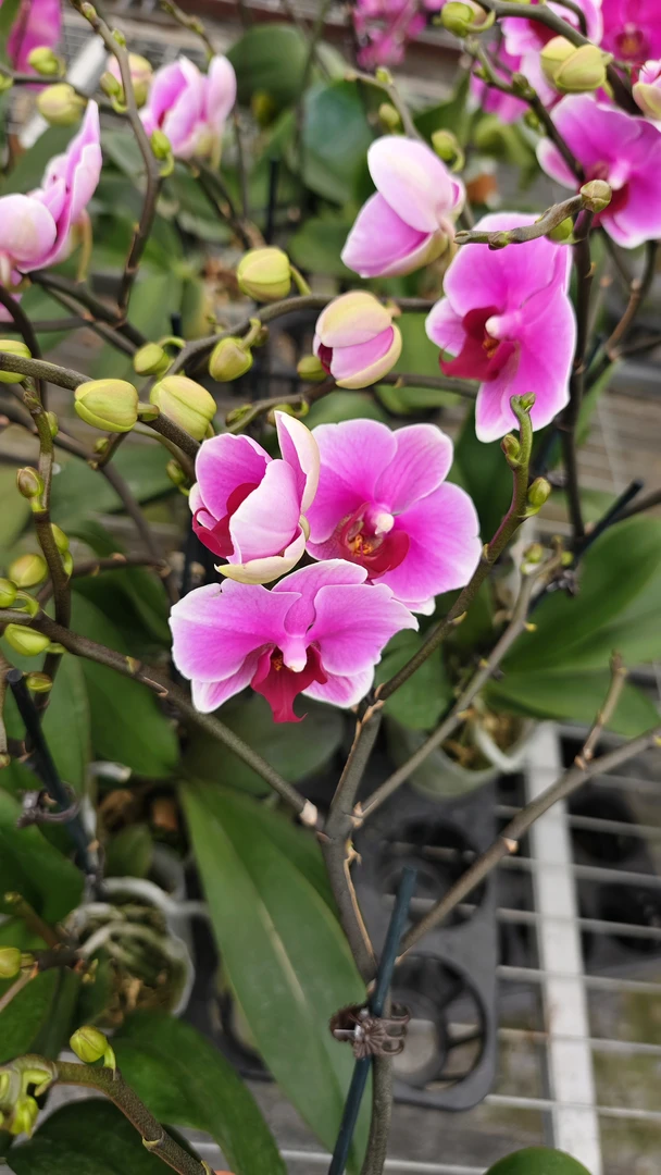 （超级宝贝）3.0寸加高杯  带花带花苞