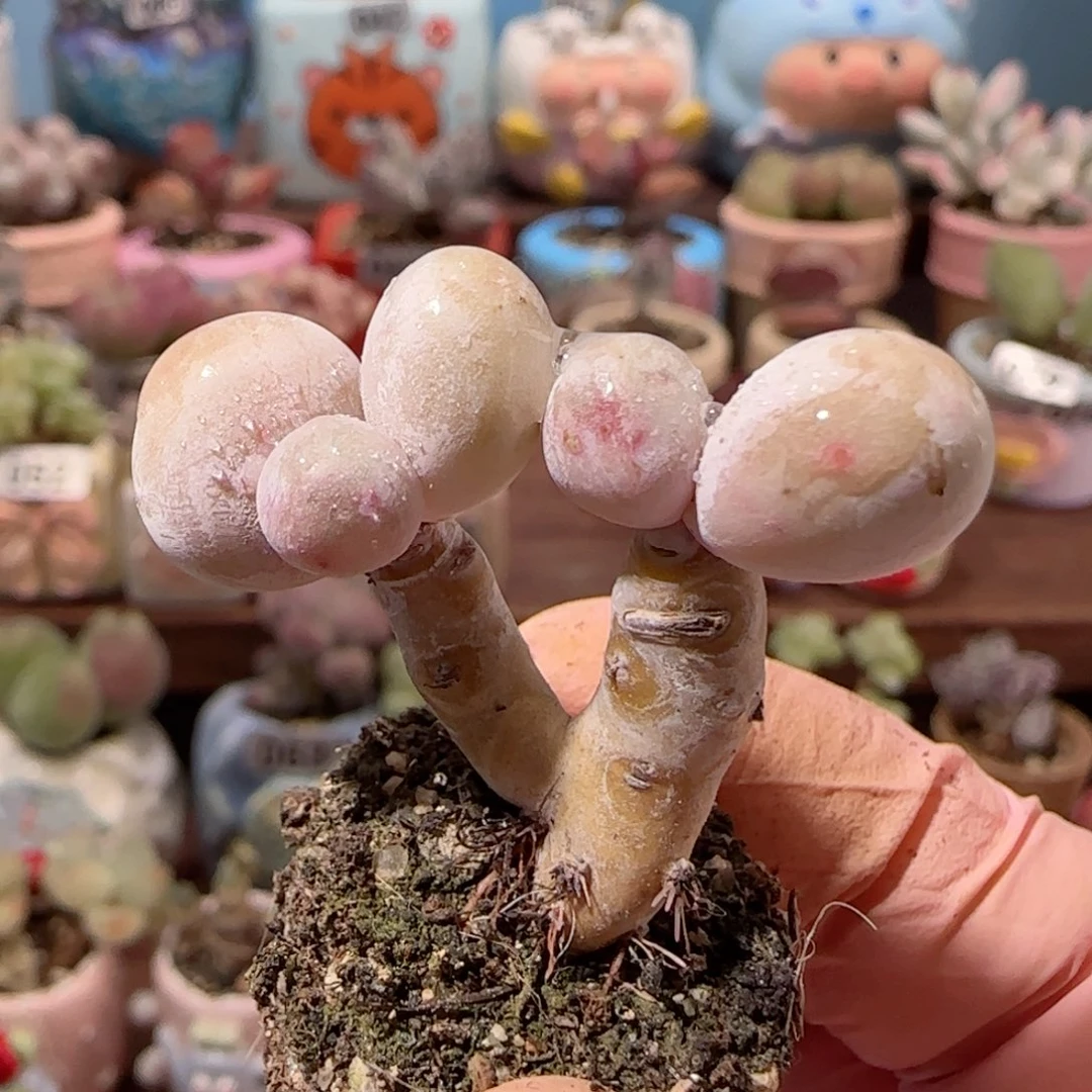 m***3小蛋黄奶 运费已减 盆口2.5cm