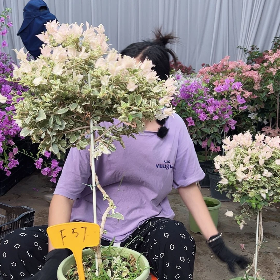 D***e大部分花苞少量开放F57少女心