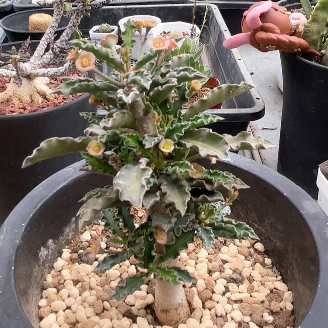 老桩皱叶麒麟仙人球