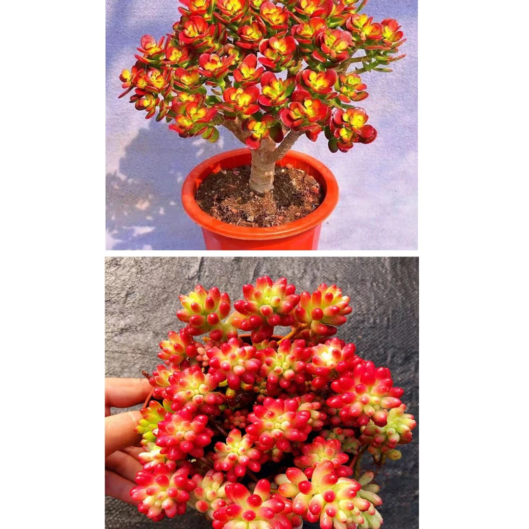 转运珠+摇米树多肉植物室内外种植新手好养活阳台盆栽带盆带土