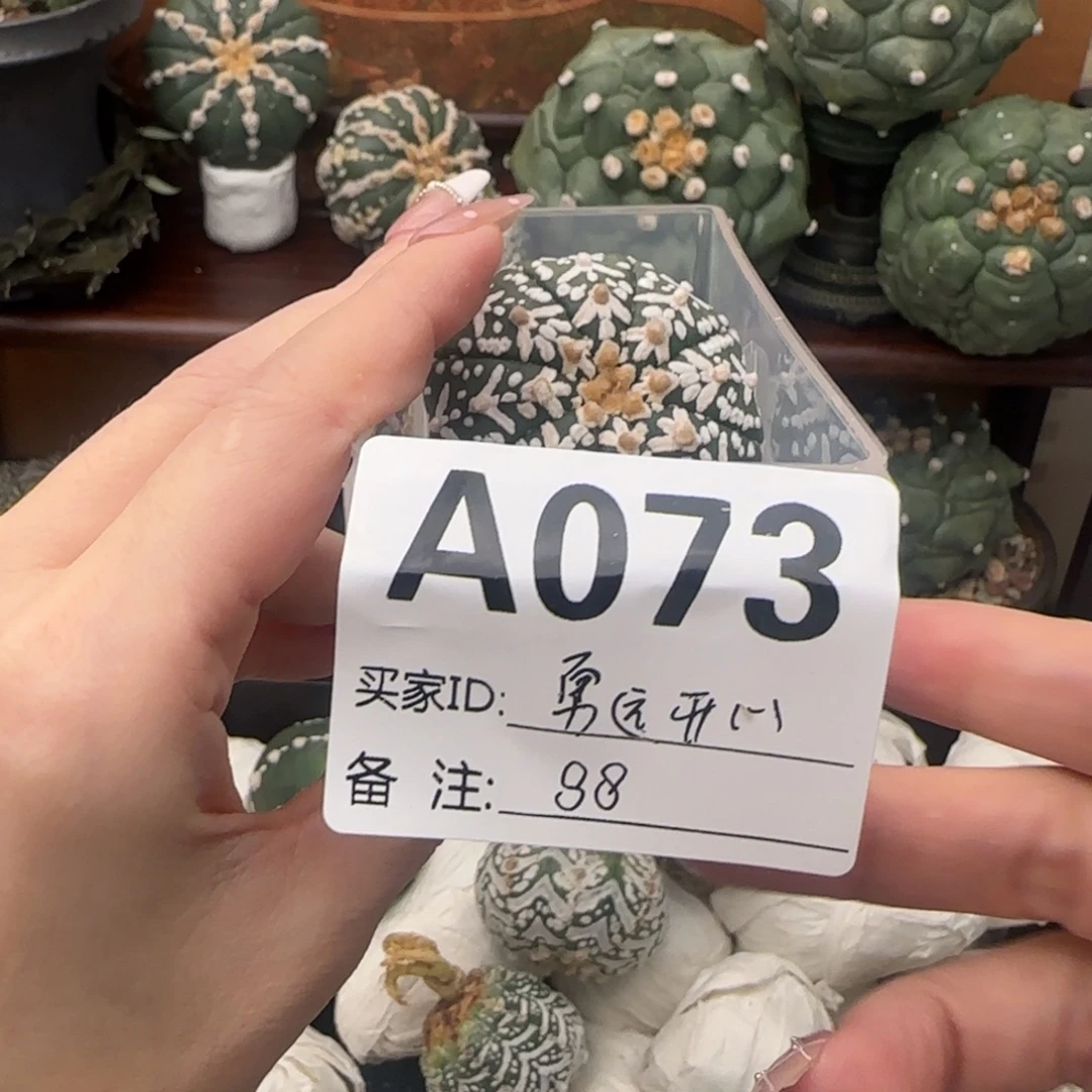 泰兜盲盒福利退单拉黑