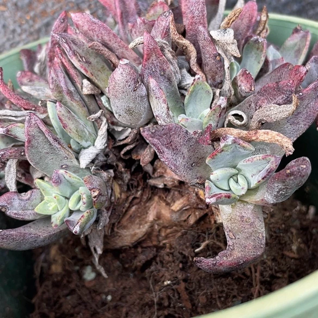 【闪购商品】S****e泡芙老庄