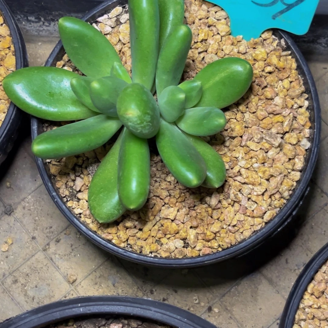 秋***波0098下午多肉植物群生