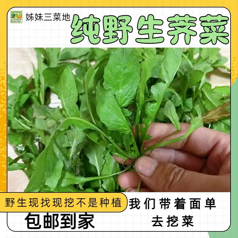 【直播间冲人气荠菜】一整箱发货荠菜