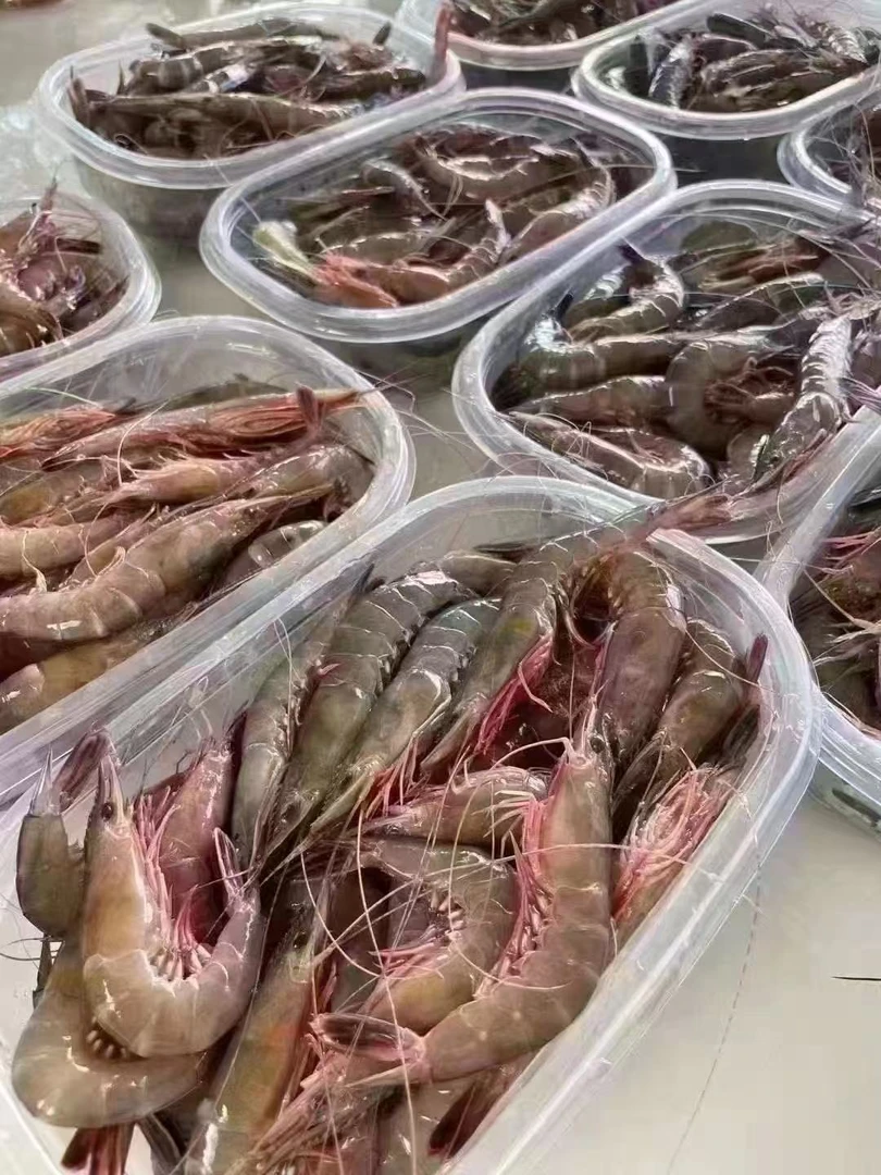 【冰冻】宁波 小朱领鲜 滑皮虾 1斤/盒