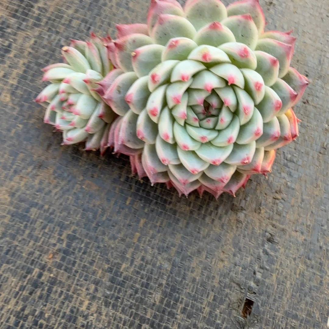 手***陈桃夭仙子锦上园艺一物一拍