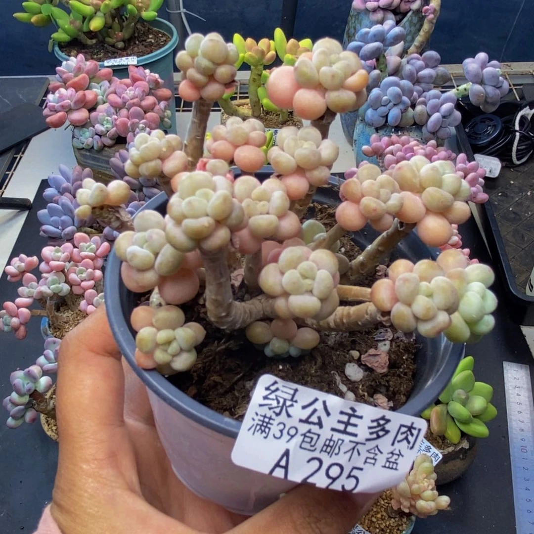 295花朵鱼子酱多肉7c m