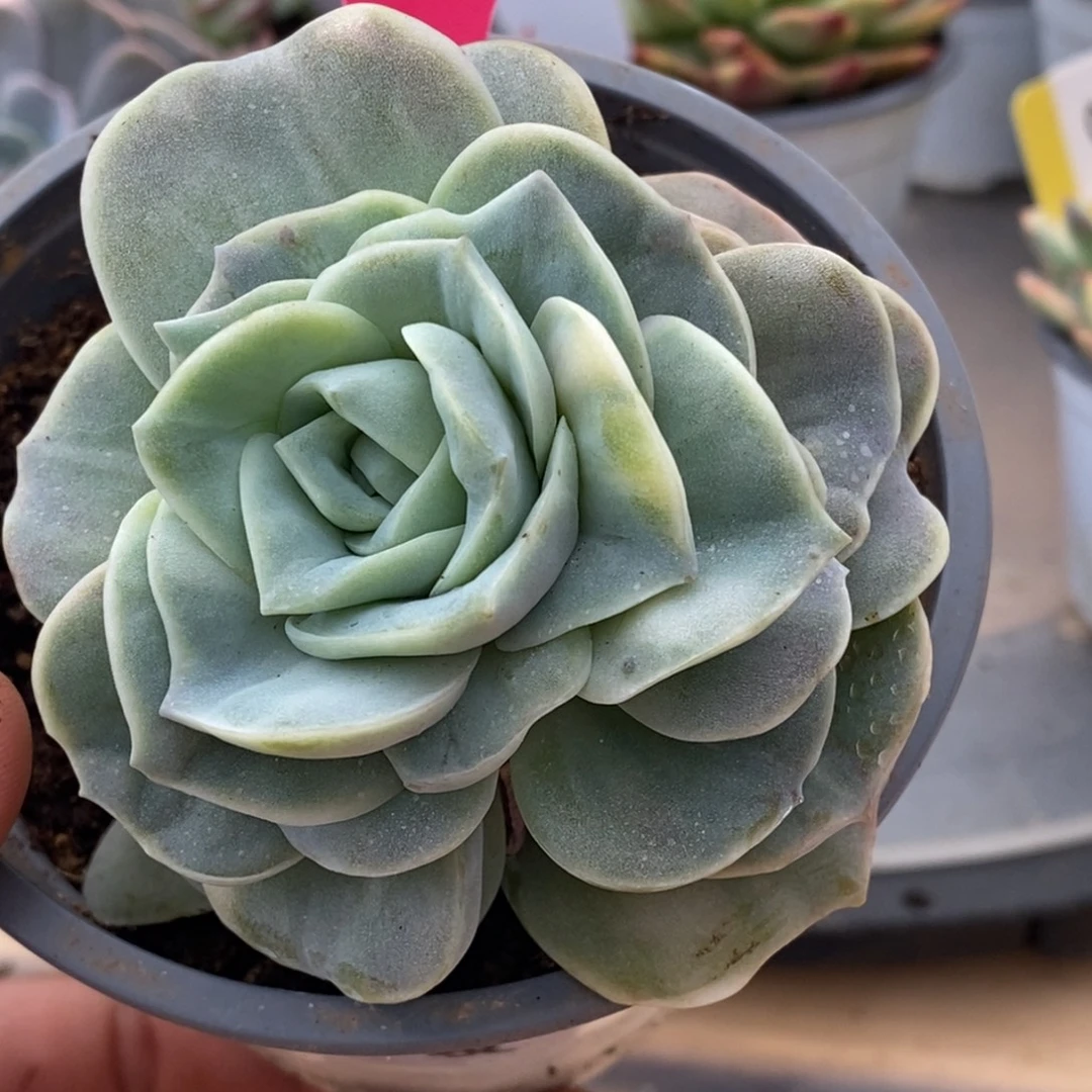 041可爱玫瑰哈哈哈哈